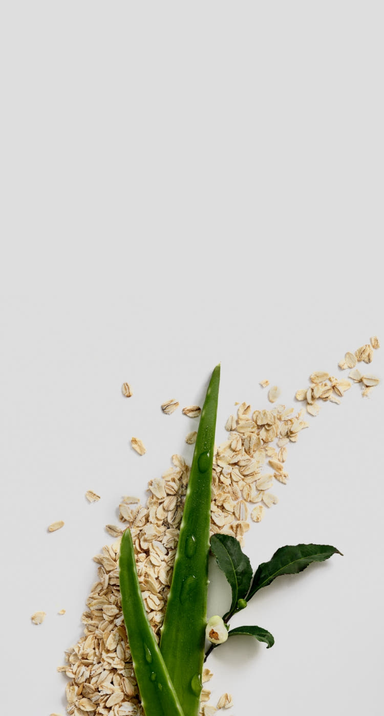 Aloe, Oats, and a green tea leaf on grey background to the right
